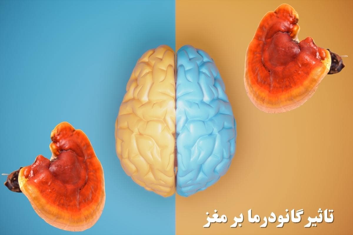 اثرات قارچ گانودرما روی مغز