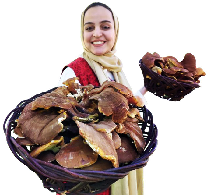 تولید کننده قارچ گانودرما
